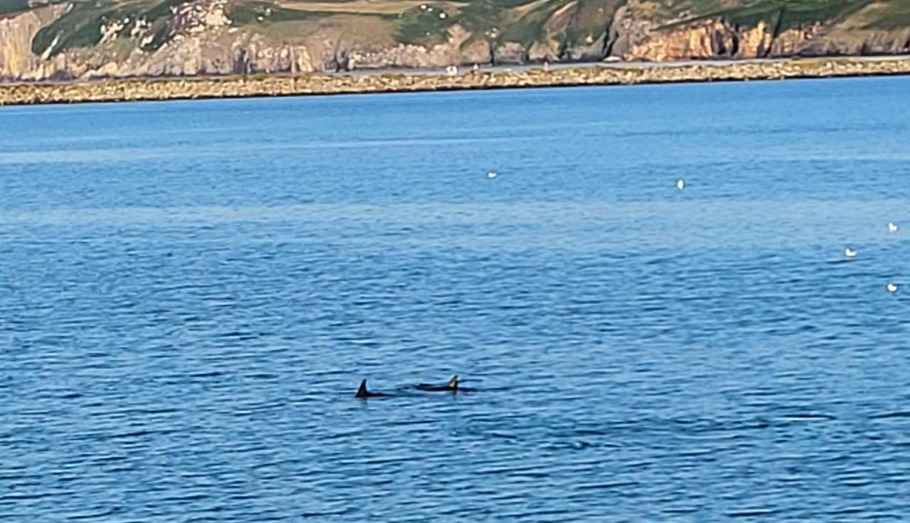 Seasidesteps Fishguard Bagian luar foto